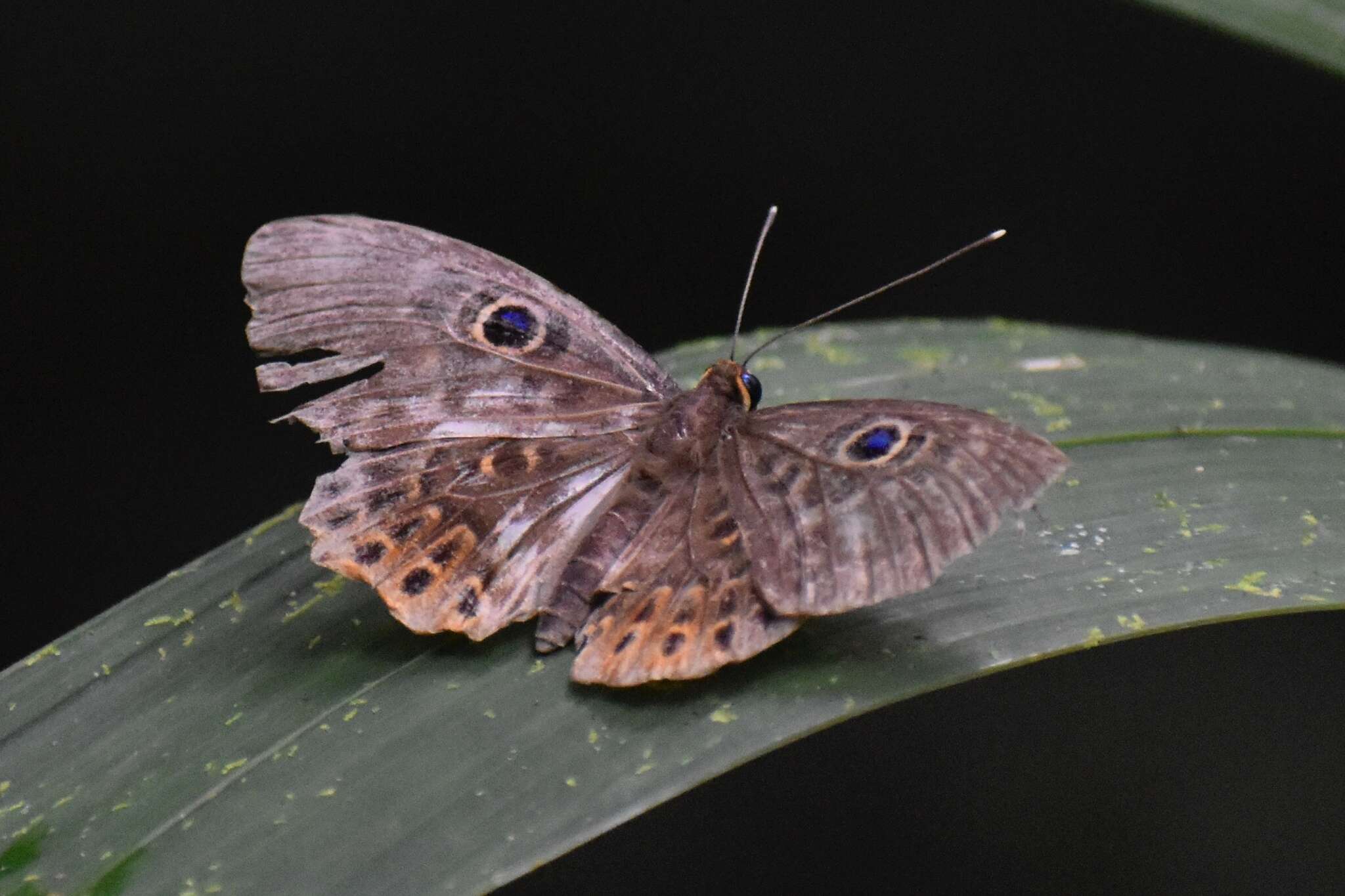 Image of Eurybia patrona Weymer 1875