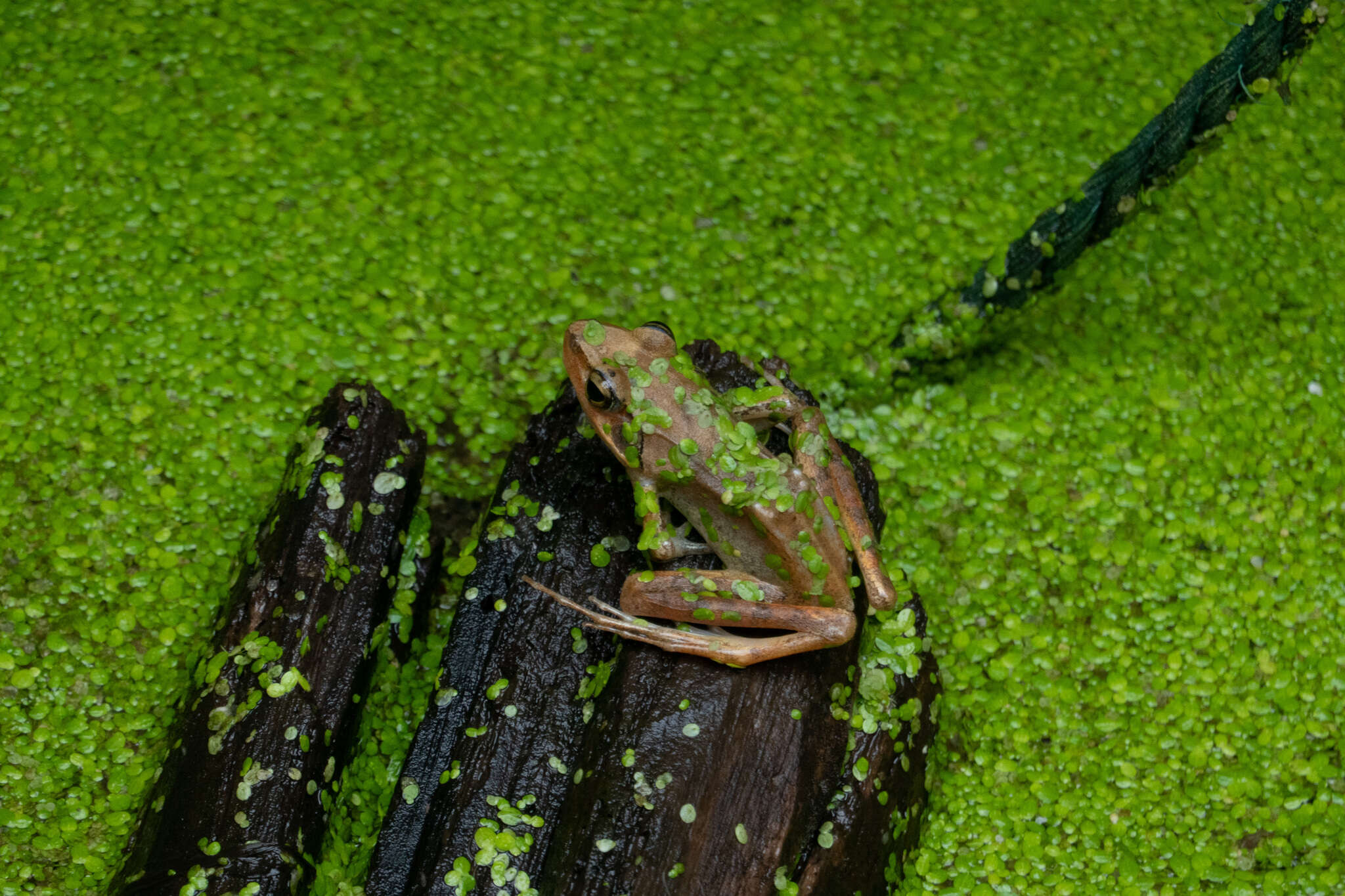 Image of Rana longicrus Stejneger 1898