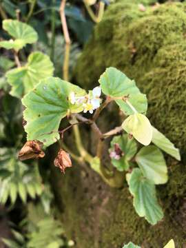 Image of Brazilian Begonia