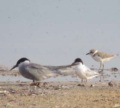 Image of White-cheeked Tern