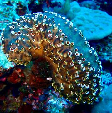 Image of Fijian stalked ascidian