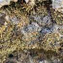 Image of Utah spikemoss