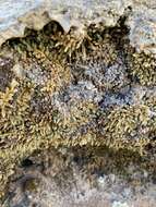 Image of Utah spikemoss