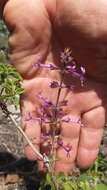 Слика од Ocimum serratum (Schltr.) A. J. Paton