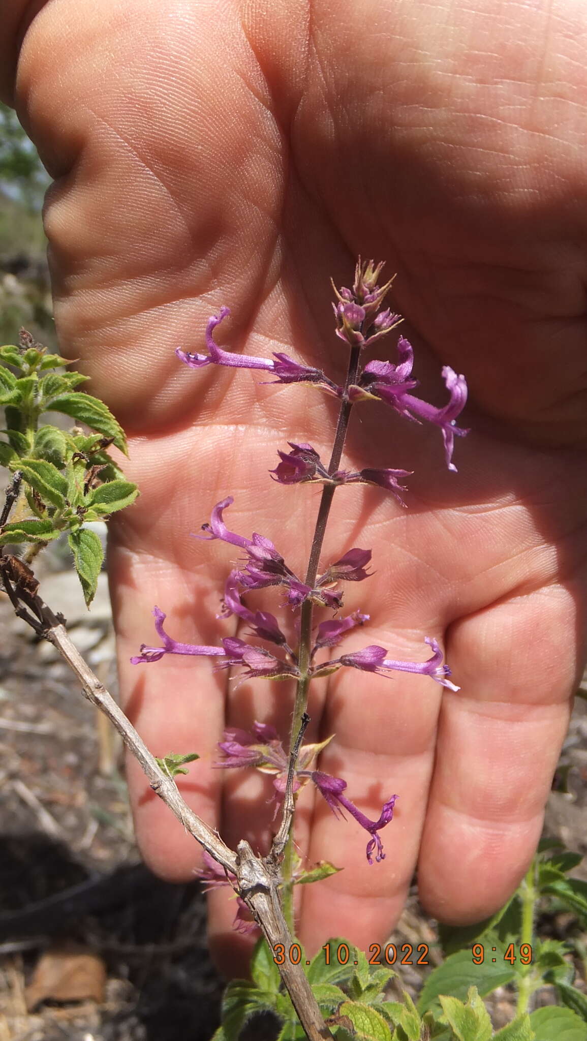 Image of Ocimum serratum (Schltr.) A. J. Paton