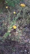 Слика од Achillea ageratum L.