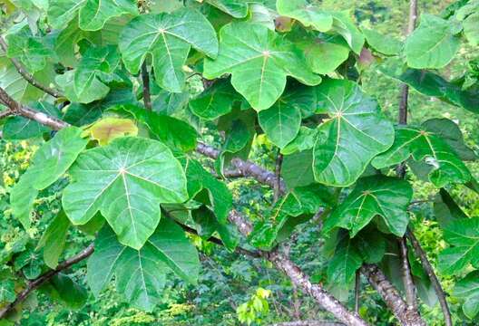 Image of Jatropha peltata Sessé