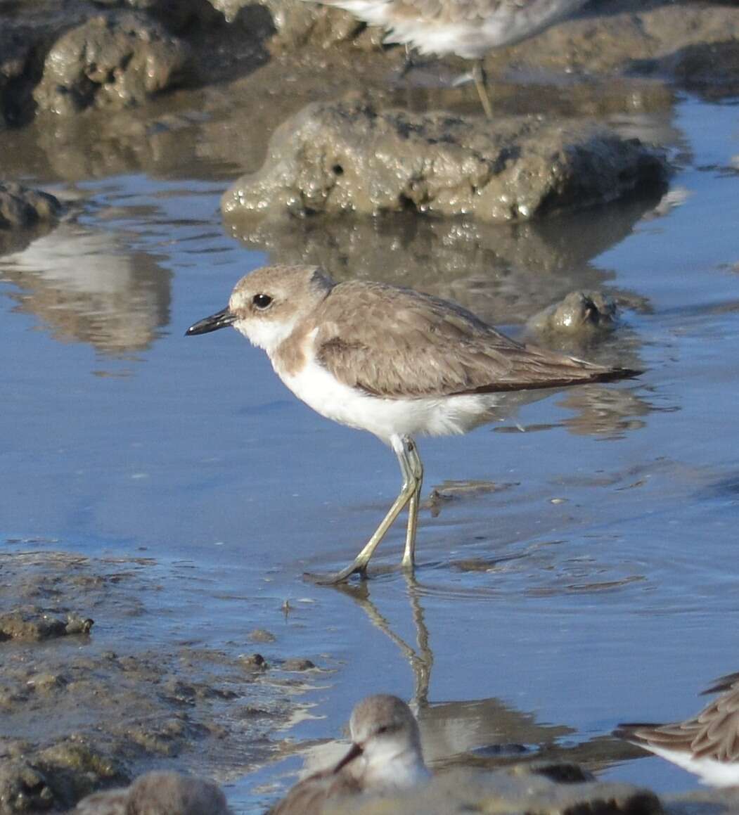 Image of Greater Sand Plover