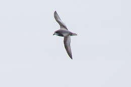 Image of Mottled Petrel