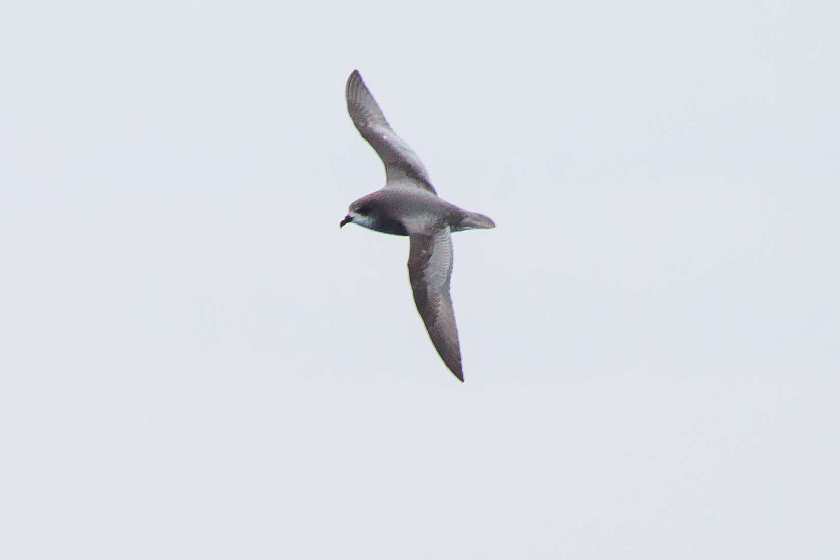 Image of Mottled Petrel