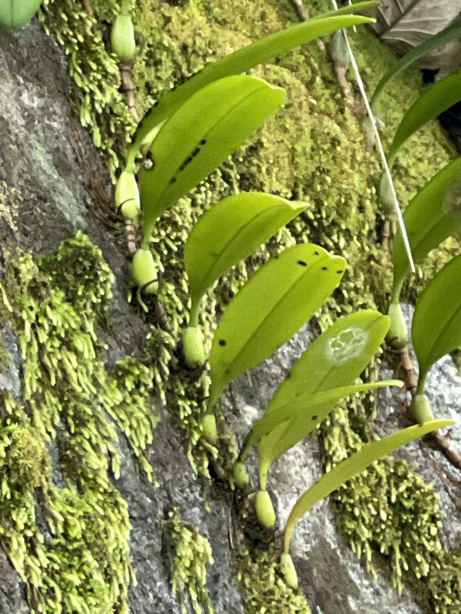 Image of Bulbophyllum baileyi F. Muell.