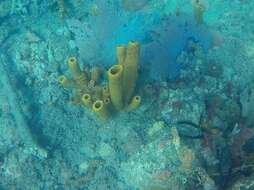 Image of Yellow tube sponge