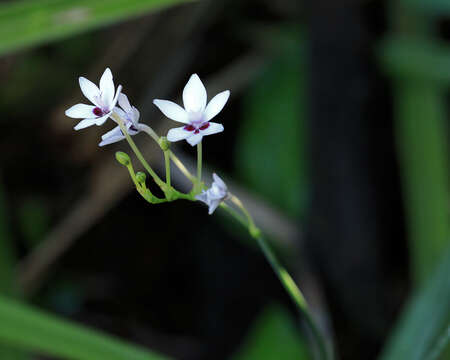 Image of Freesia laxa subsp. azurea (Goldblatt & Hutchings) Goldblatt & J. C. Manning