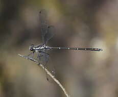 Image of Sydney flatwing