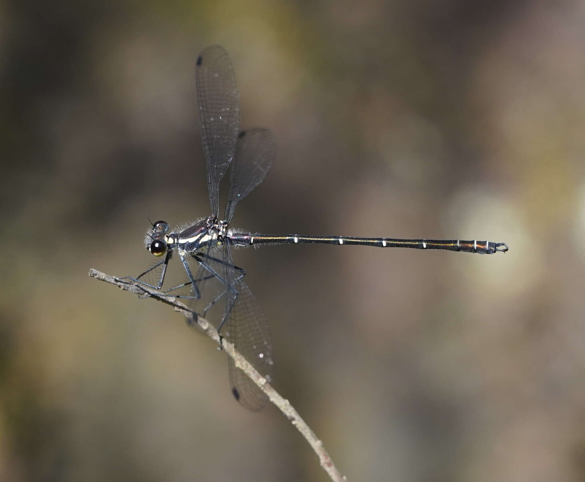 Image of Sydney flatwing