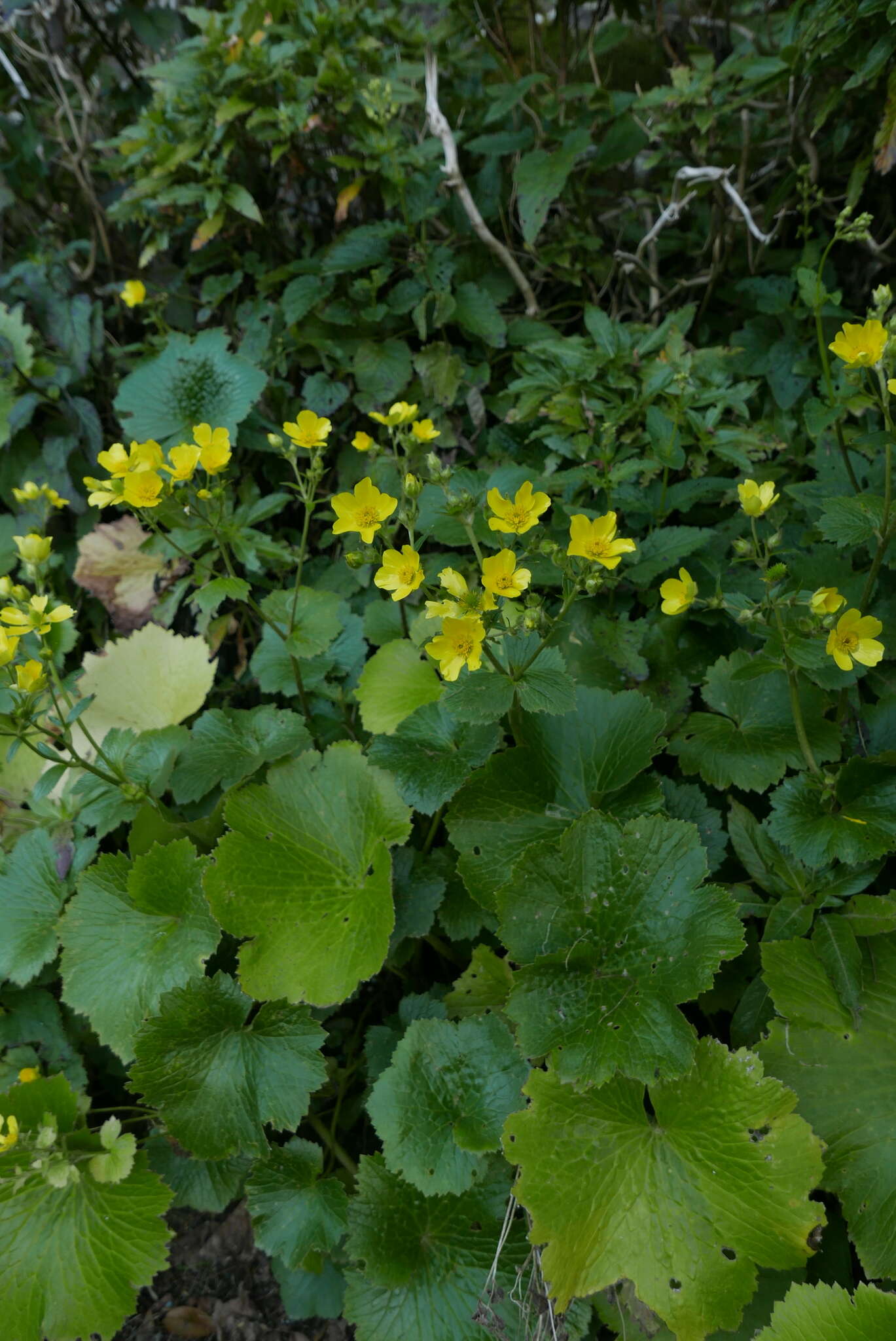 Image of Azores buttercup