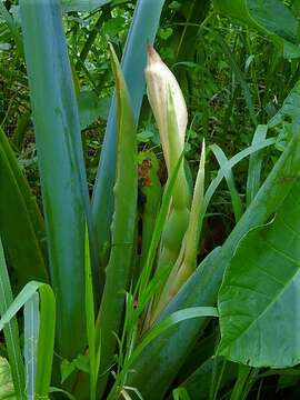 Imagem de Alocasia macrorrhizos (L.) G. Don