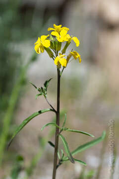 Image of Erysimum nevadense subsp. merxmuelleri (Polatschek) P. W. Ball