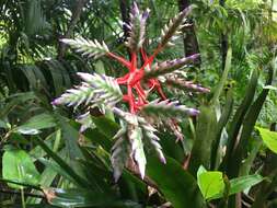 Aechmea dichlamydea Baker的圖片