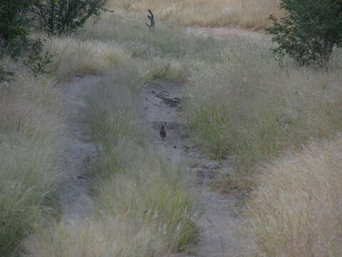 Image of Hartlaub's Spurfowl