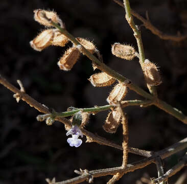 Imagem de Salvia spinosa subsp. spinosa