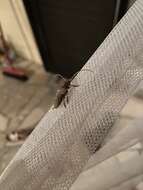 Niphona picticornis Mulsant 1839的图像