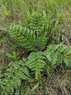 Image of Cynara tournefortii Boiss. & Reut.