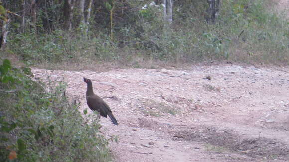 Image of Rufous-bellied Chachalaca