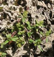 Imagem de Acalypha chamaedrifolia (Lam.) Müll. Arg.