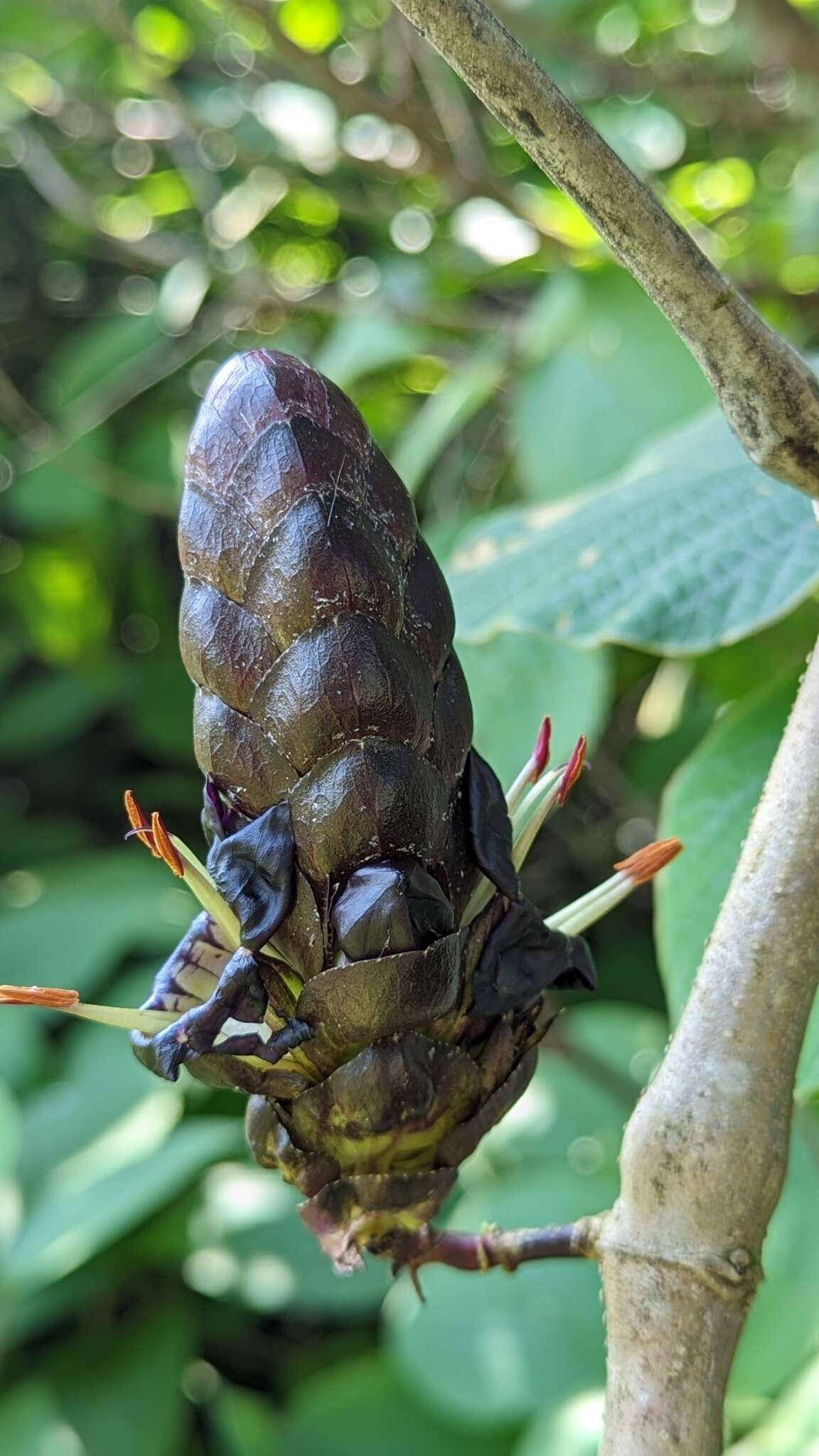 Imagem de Strobilanthes luridus Wight