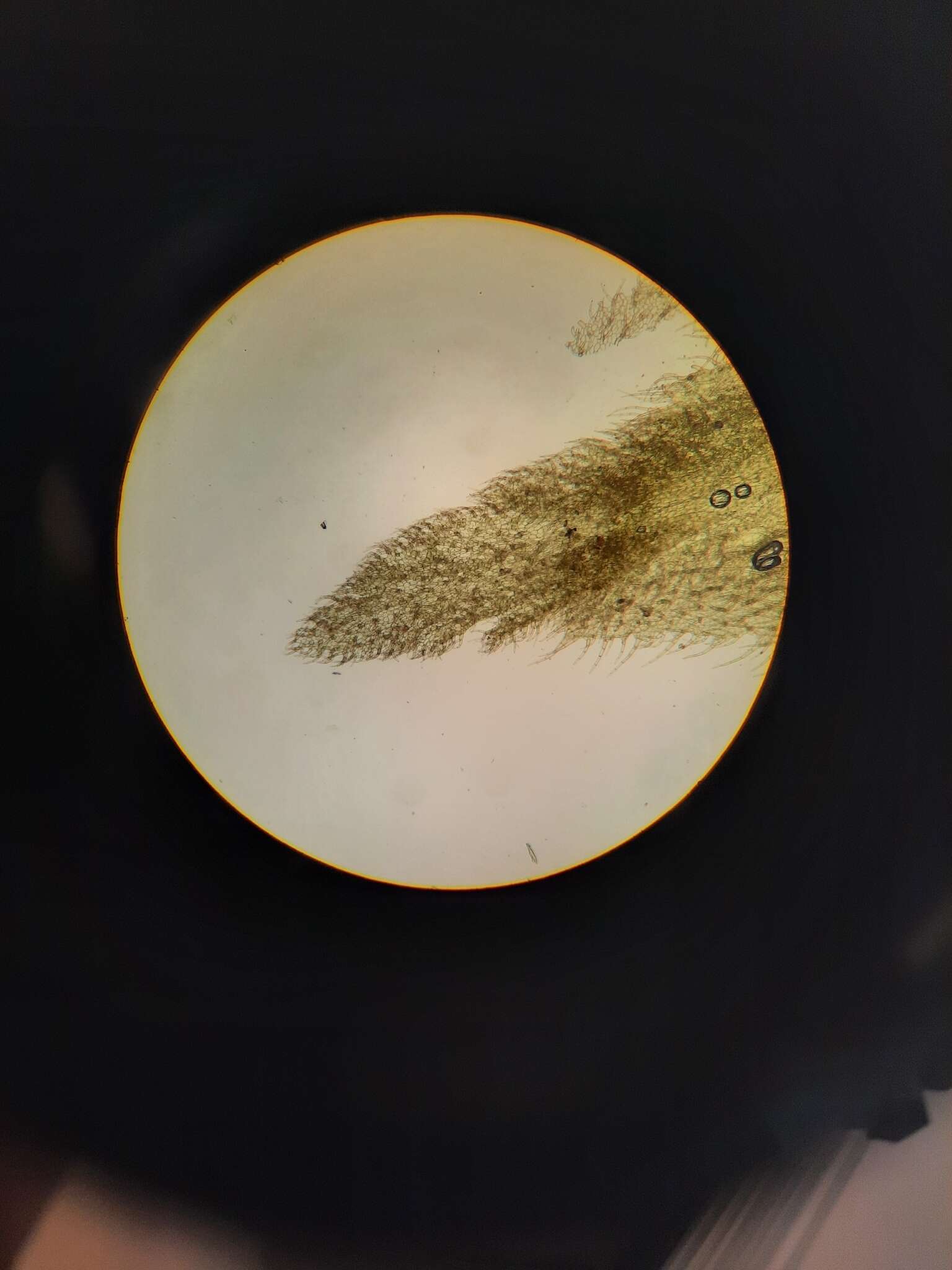 Image of Schistochila glaucescens (Hook.) A. Evans