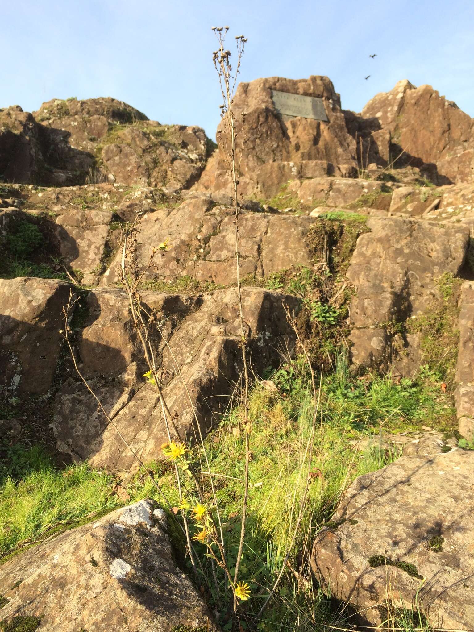 Image of Entire-leaved Gumweed