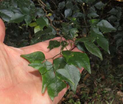 Plancia ëd Indigofera natalensis Bolus