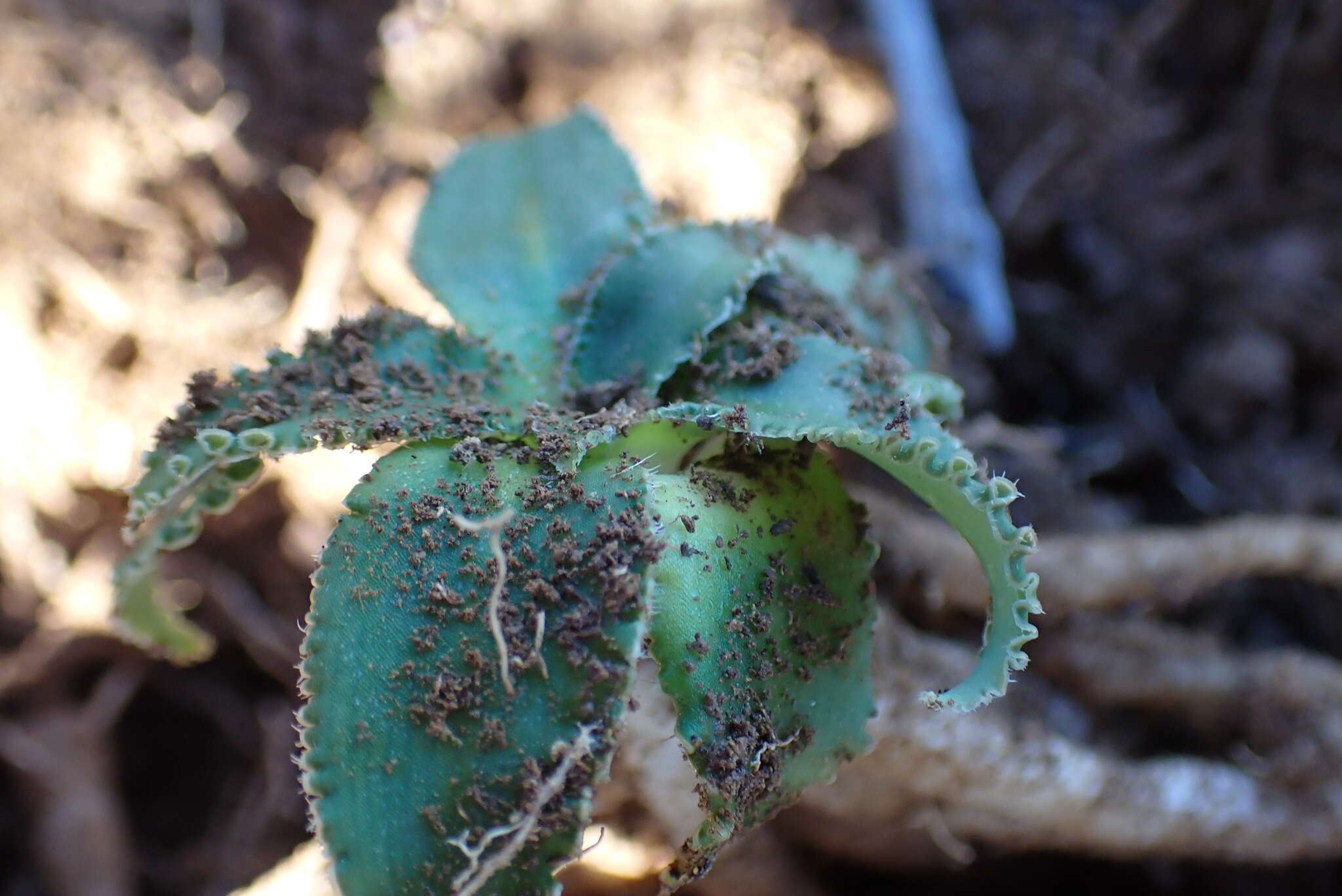 Image of Chlorophytum crispum (Thunb.) Baker