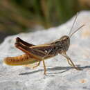 Italohippus albicornis (La Greca 1948) resmi