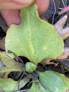 Image of Cliff Pseudosaxifrage