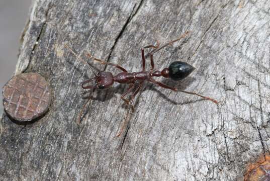 Image of Myrmecia forficata (Fabricius 1787)