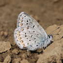 Image of <i>Plebejus idas alaskensis</i> F. Chermock 1945