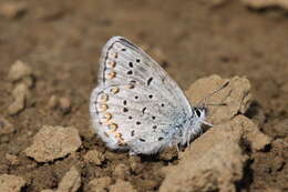 Image of <i>Plebejus idas alaskensis</i> F. Chermock 1945