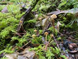 Imagem de Galerina vittiformis (Fr.) Singer 1950