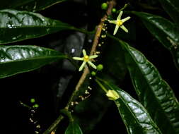 Image of Matelea graciliflora Krings & Morillo