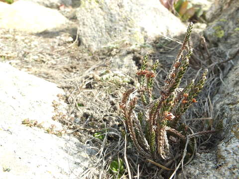 Imagem de Cassiope fastigiata (Wall.) D. Don