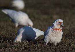 Cacatua tenuirostris (Kuhl 1820) resmi