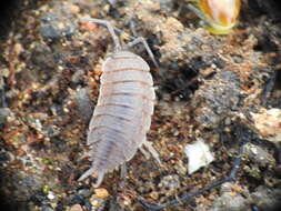 Image of Porcellionides elegans (Pollo Zorita 1982)