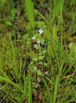 Imagem de Euphrasia vernalis List