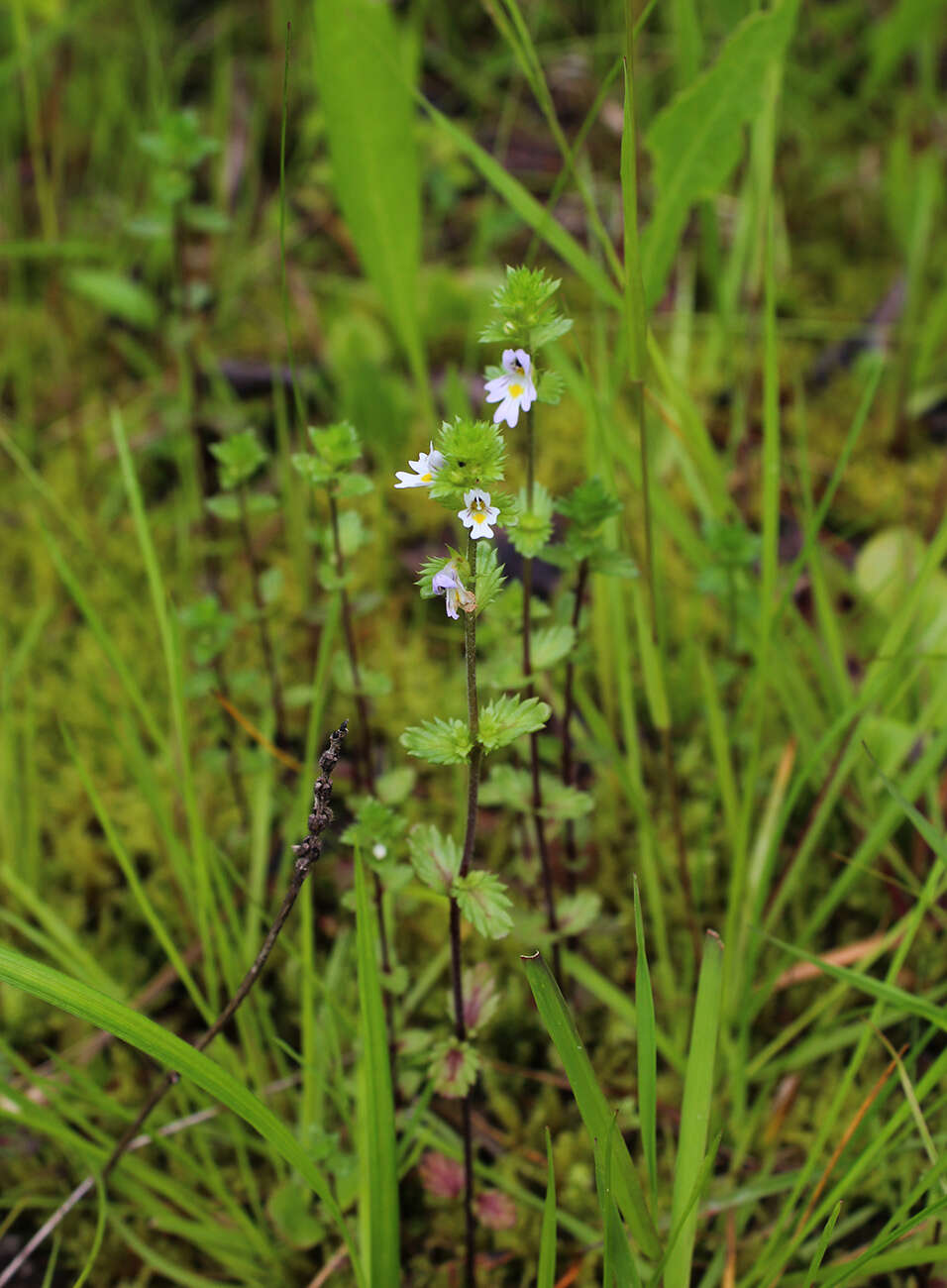 Image de Euphrasia vernalis List