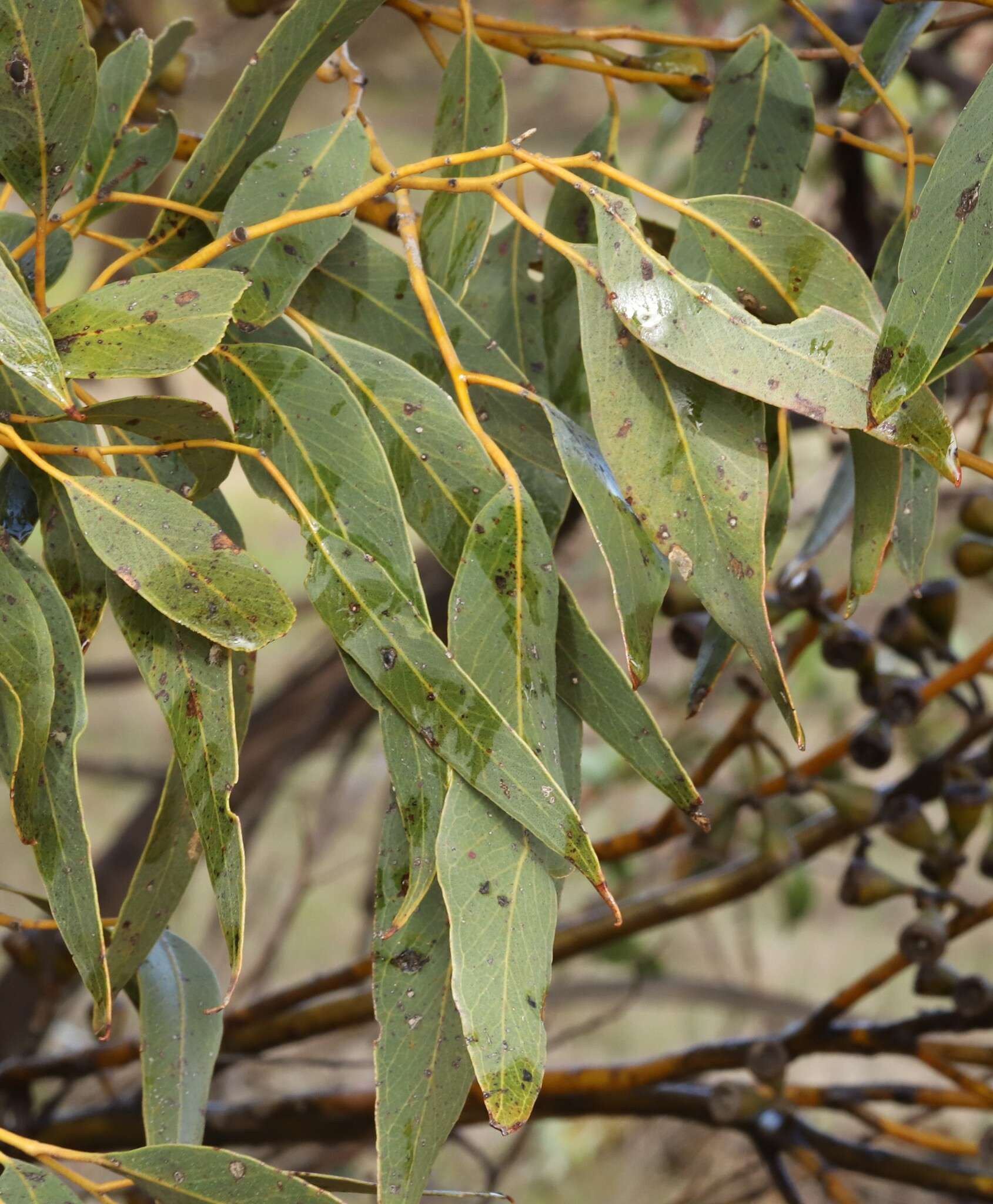 Image of Eucalyptus diminuta Brooker & Hopper