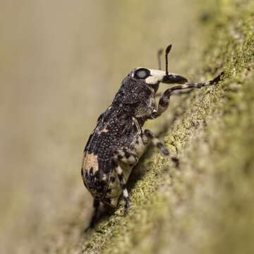 Image of Tropideres albirostris (Schaller & J. G. 1783)