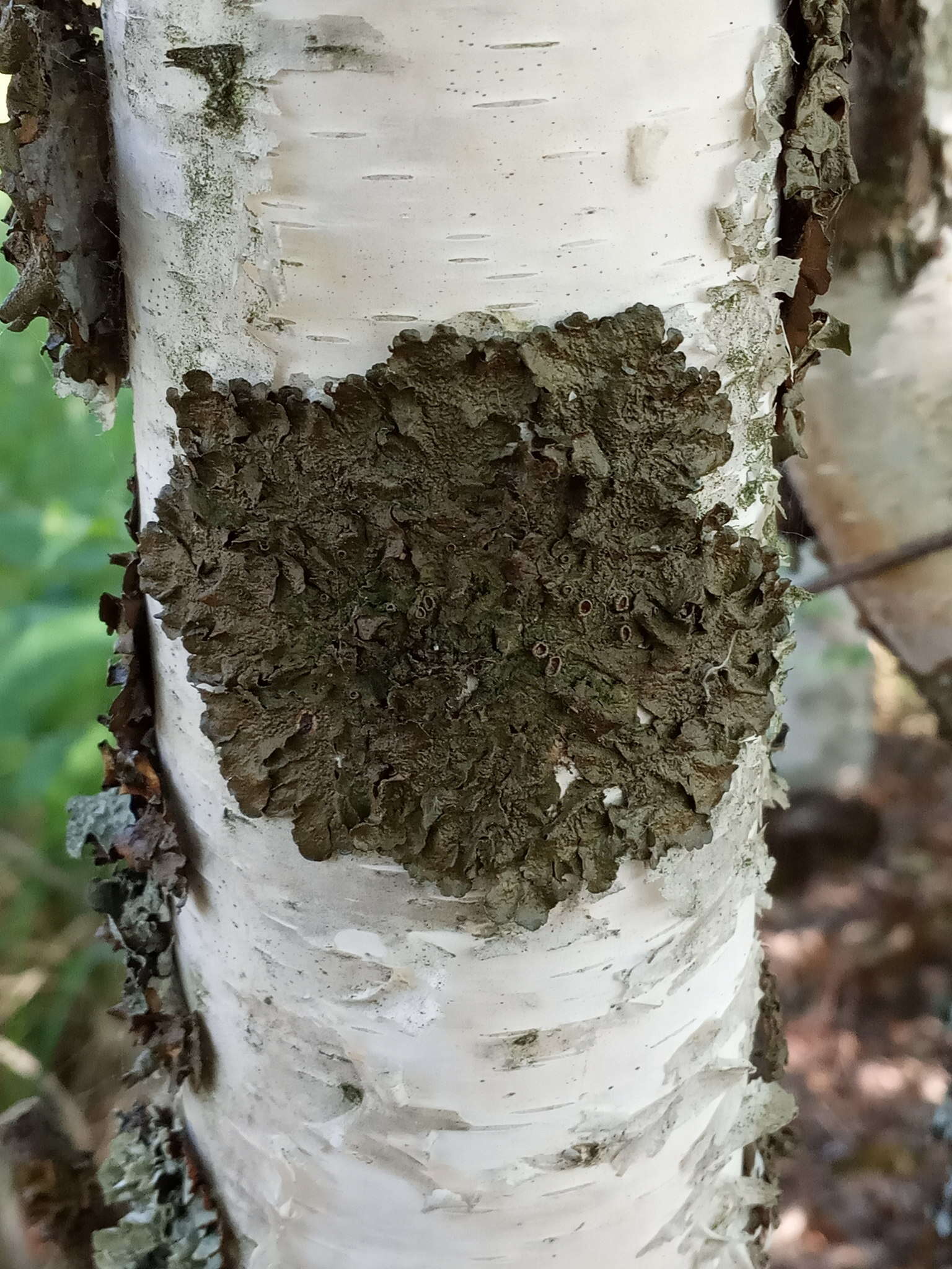 Image of melanelia lichen