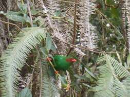 Chlorornis Reichenbach 1850的圖片